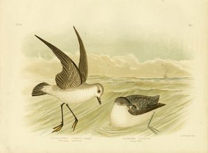 Petrello facciabianca, 1891 da Gracius Broinowski